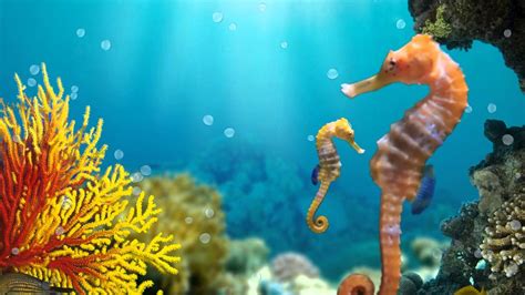 Seahorse Wallpapers Top Free Seahorse Backgrounds Wallpaperaccess