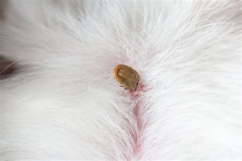 Ticks On Dog Stock Photo Image Of Dangerous Illness 84243648