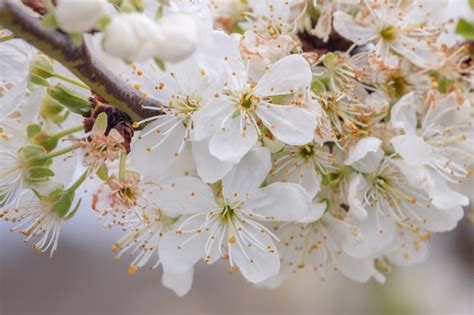 Premium Photo Yellow Plum Tree In Bloom