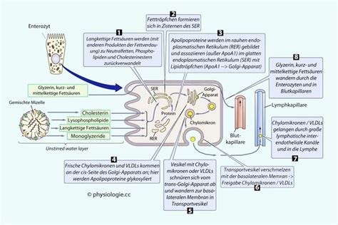 Physiologie Absorptionsprozesse Darm