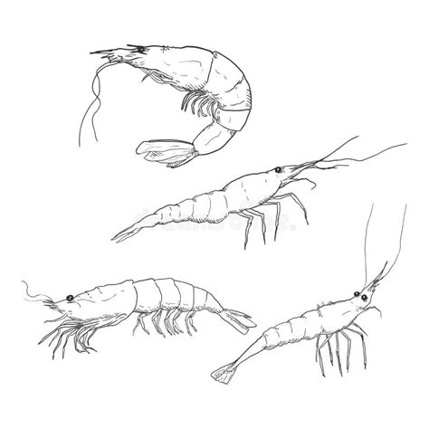 Vector Set Of Sketch Shrimps And Prawns Stock Vector Illustration Of