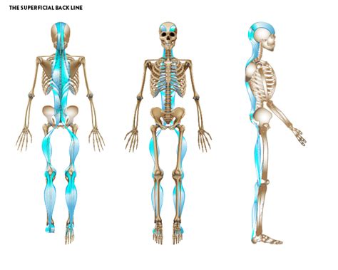 What Is Fascia Discovering Its Impact On Body Mechanics