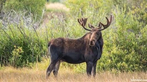 Moose In Alaska: Everything You Need To Know