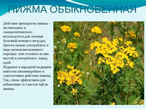 Пижма для бани: свойства, как использовать