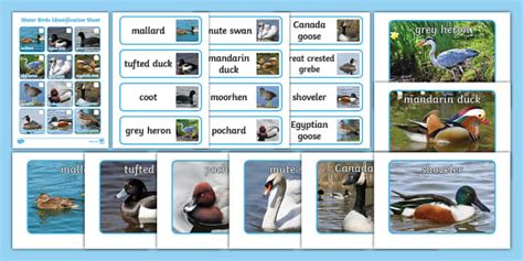 Water Birds Identification Pack | Twinkl (Teacher-Made)