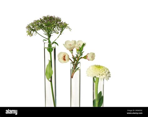 Different Plants In Test Tubes On White Background Stock Photo Alamy