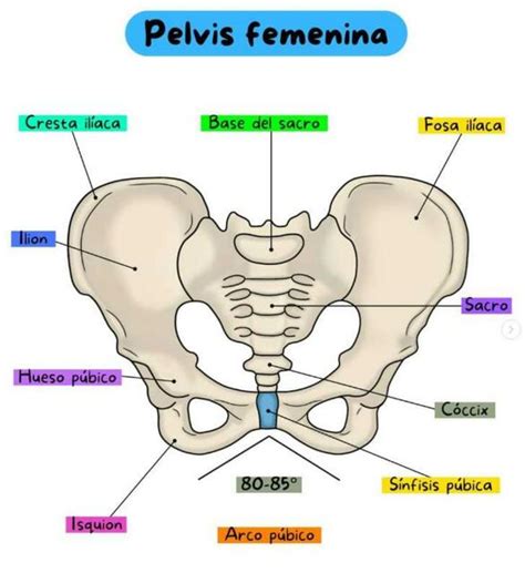 Diferencia Entre Una Pelvis Femenina Y Una Pelvis Masculina By Sofia