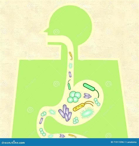 Illustration of Gut Microbiome Stock Illustration - Illustration of medicine, inflammation: 71911596