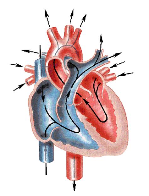 Unlabeled Diagram Of Heart - ClipArt Best