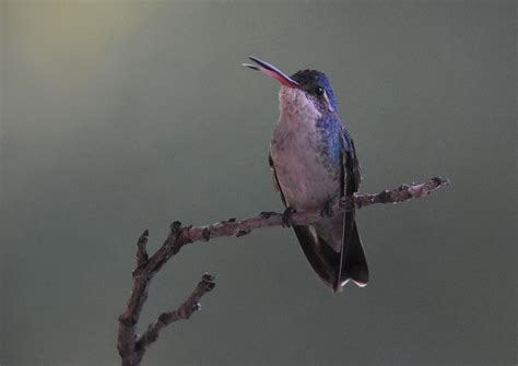 Broad Billed X Violet Crowned Hummingbird Hybrid Ebird