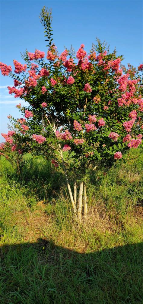 Crape Myrtle - Wagoner's Nursery