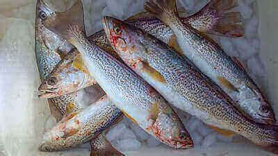 Weakfish Fishing Tips