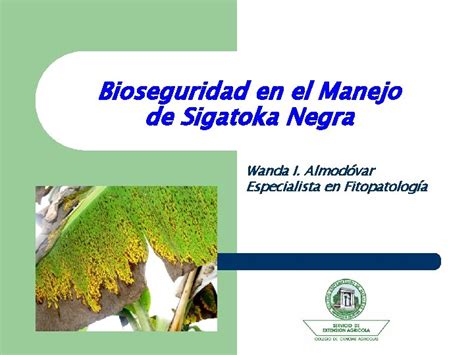 Bioseguridad En El Manejo De Sigatoka Negra Wanda