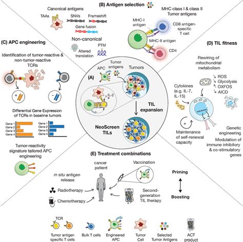 Next‐generation Tumour‐infiltrating Lymphocyte Til Therapy Overview