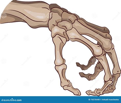 Human Skeleton Arms