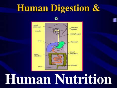 Ppt Human Digestion Powerpoint Presentation Free Download Id 6121490