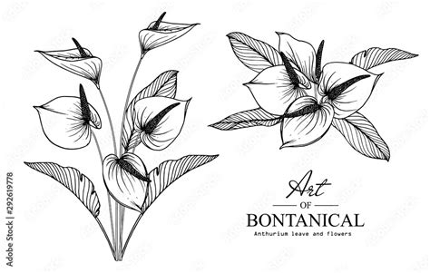 Sketch Floral Botany Collection Anthurium Flower Drawings Black And