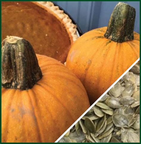 Naked Bear GatcoLine