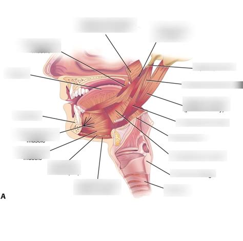 Extrinsic Tongue Muscles Practice Diagram Diagram Quizlet