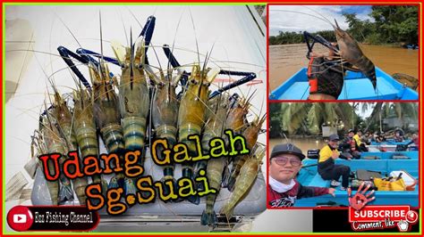 Udang Galah Sg Suai Tetap On Walaupun Kondisi Air Begini