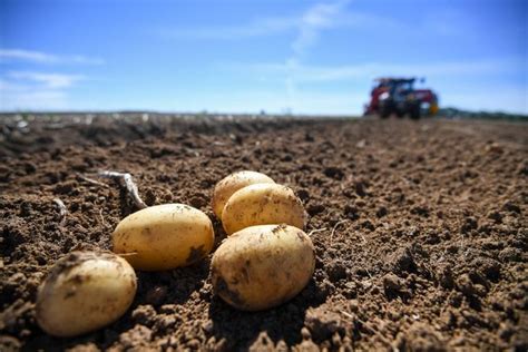 La Pomme De Terre L Honneur Avec La F Te De La Treuffe Poil Poil