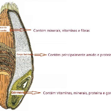 Constituição do grão de trigo Download Scientific Diagram