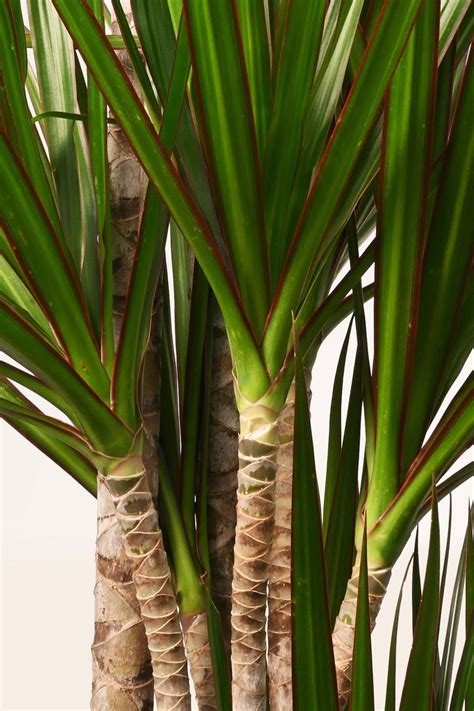 Comprar Dracaena Marginata Bicolor Online April Plants Plantas