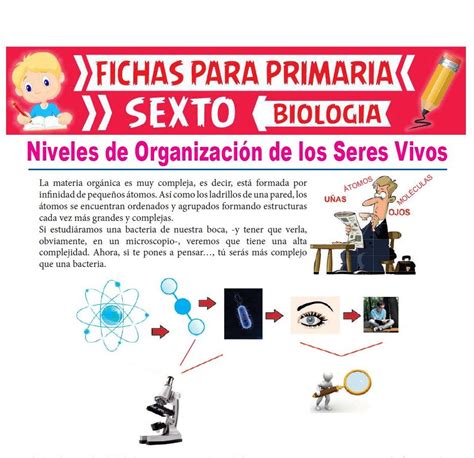 Actividad Niveles De Organizacion De Los Seres Vivos Dinami