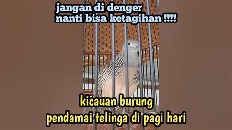 Pagi Ini Di Temani Dengan Kicauan Burung Segacor Ini Perkutut Bangkok