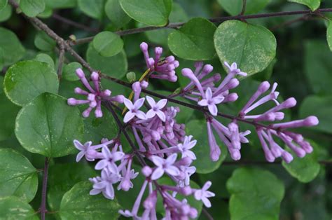 Jim bao Today with ©opyright on all pictu®es and text: Mini Bez revisited