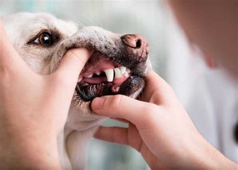 What Causes Canine Oral Melanoma