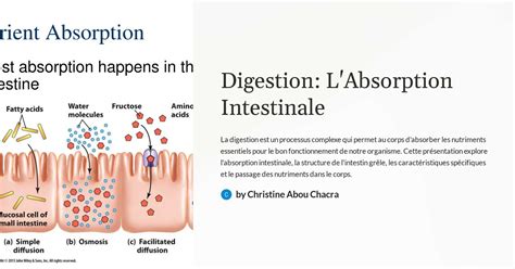 Digestion L Absorption Intestinale