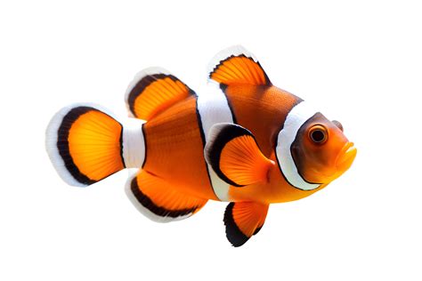 Ai Generado Payaso Pescado En Transparente Antecedentes Png