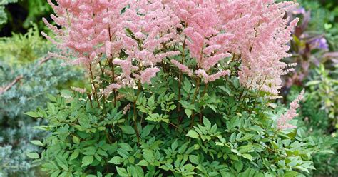 Astilbe Thunbergii Moerheimii Pflanze Pflege Tipps Floragard