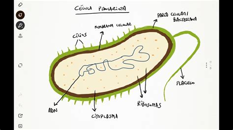 Eso Tema Clase Dibujo De C Lula Procariota Youtube