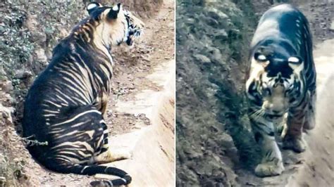 Caught On Camera Ultra Rare Endangered Black Tiger Spotted In Odisha