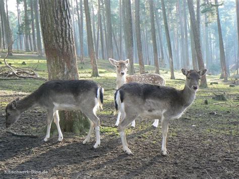 Rehe - kitschwerk-blog.de
