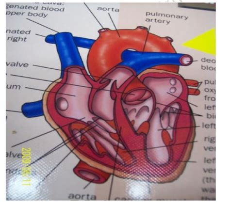 Biology Questions And Answers Form 2 High School Biology Testsexams