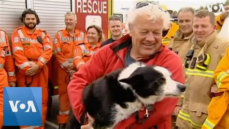 Stranded Dog Rescued Off Cliff In Australia Youtube