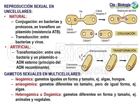 Biología Didáctica Ingeniería Sm Ii 5 Reproducción En Seres Vivos