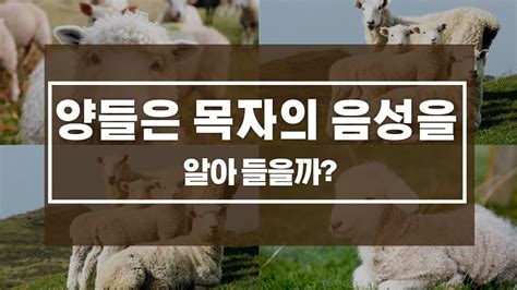 양들은 목자의 음성을 알아들을까 ㅣ 이세대가가기전에 Youtube