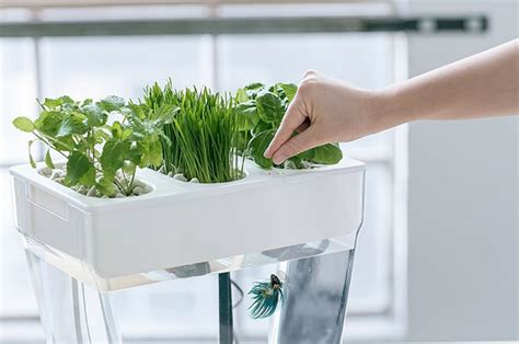 Hydroponics Vs. Aquaponics: What Is The Difference?