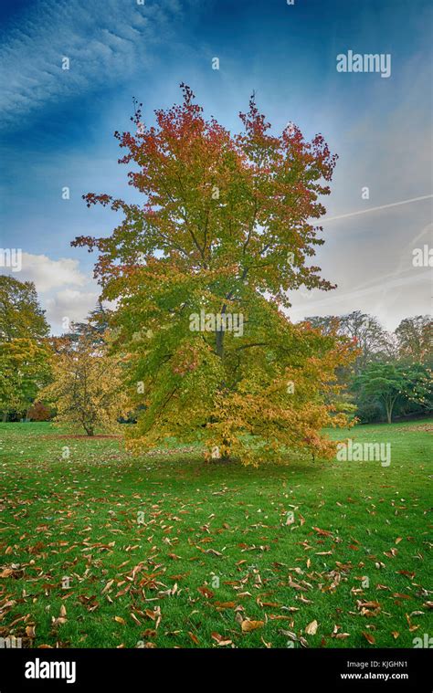 Liquidambar Formosana Tree Stock Photo Alamy