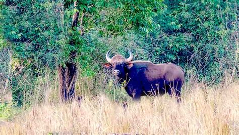 Bhadra Wildlife Sanctuary - Timings, Entry fees, Safari, Tour, Online Book