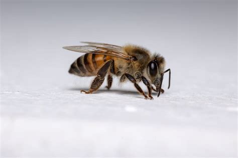 Western Honey Bee in the Wall Stock Image - Image of insect, pollinator ...