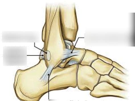 Diagram Laterale Ligament Quizlet