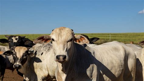 Mercado do boi gordo continua firme veja preços Agron Agronégocios