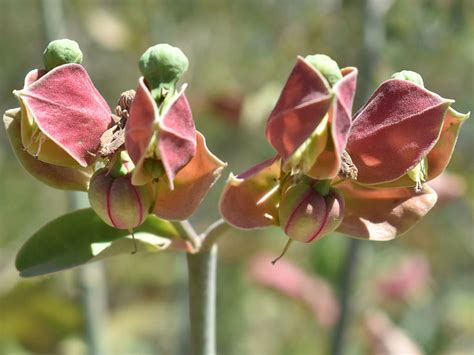 Euphorbia Bracteata Slipper Plant World Of Succulents