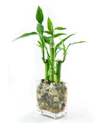 10 Beautiful Pictures of Lucky Bamboo Arrangements | LoveToKnow