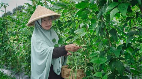 Memetik Kacang Panjang Di Kebun Memasak Tumis Kacang Panjang Dan